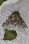 Lycia hirtaria