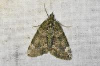 Chloroclysta siterata
