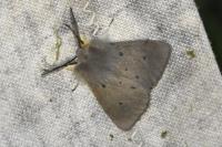 Diaphora mendica
