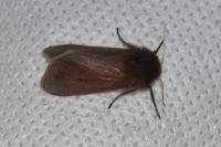 Phragmatobia fuliginosa