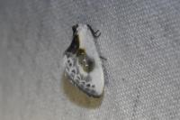 Cilix glaucata