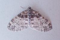 Lobophora halterata