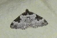 Xanthorhoe fluctuata