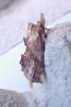 Pterostoma palpina