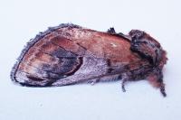 Notodonta ziczac