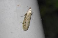 Aphomia sociella