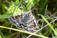 Euclidia mi