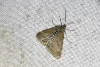 Pyrausta despicata