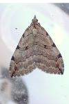 Aplocera plagiata