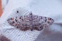 Gymnoscelis rufifasciata