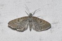 Eupithecia intricata