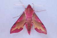 Deilephila porcellus