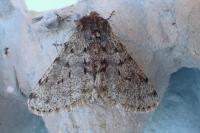 Phigalia pilosaria
