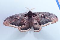 Saturnia pyri