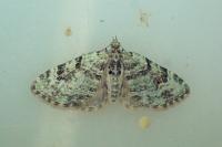 Chloroclystis v-ata