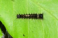 Lymantria monacha