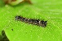 Lymantria monacha