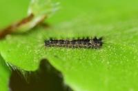 Lymantria monacha
