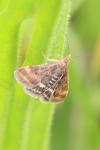 Pyrausta despicata