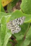 Chiasmia clathrata