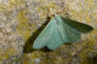 Phaiogramma etruscaria