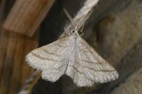 Perconia strigillaria