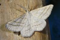 Perconia strigillaria