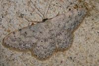 Scopula marginepunctata