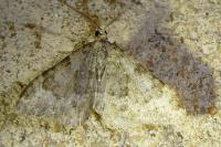 Coenotephria ablutaria