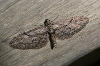 Eupithecia oxycedrata