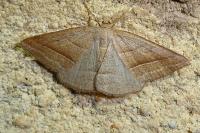 Petrophora chlorosata