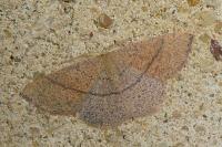 Cyclophora suppunctaria