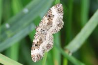 Epirrhoe alternata