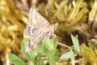 Pyrausta despicata