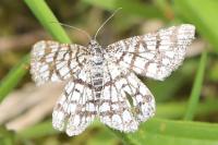 Chiasmia clathrata