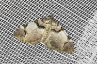 Anticlea derivata