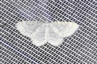 Asthena albulata