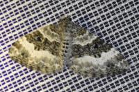 Epirrhoe alternata