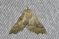 Odontopera bidentata