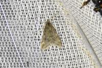 Pyrausta despicata