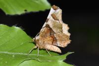 Selenia lunularia