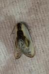Cilix glaucata