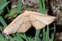 Cyclophora puppillaria