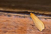 Wittia sororcula
