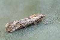 Megasis rippertella