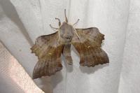 Laothoe populi