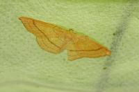 Cyclophora linearia
