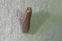 Achroia grisella