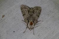 Acronicta
