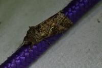 Autographa gamma